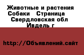 Животные и растения Собаки - Страница 9 . Свердловская обл.,Ивдель г.